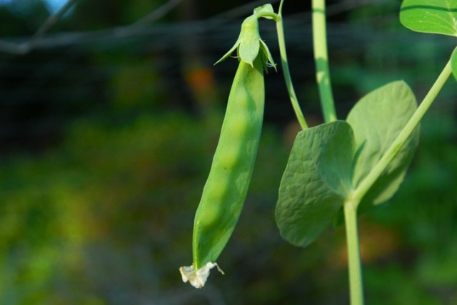 English Peas
