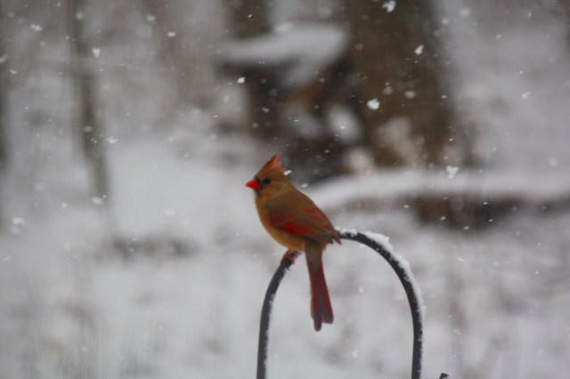 Snowy Cardinal