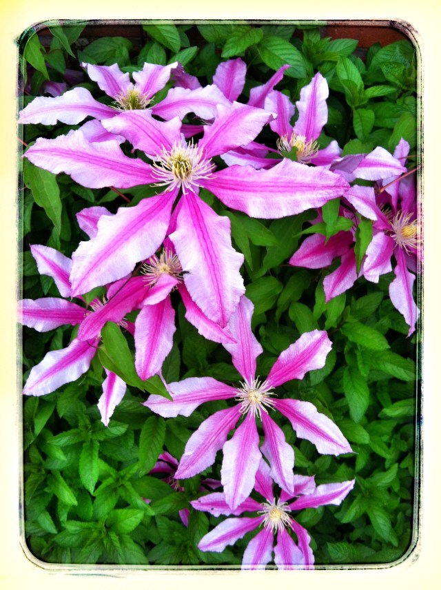 Clematis