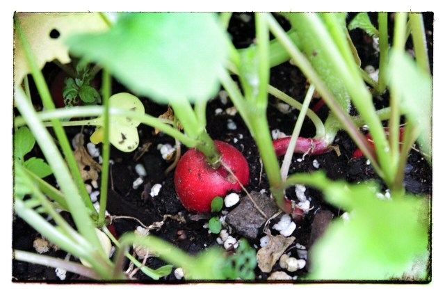 Radishes2