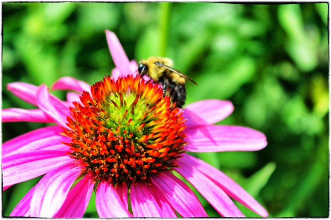 Coneflower Bee