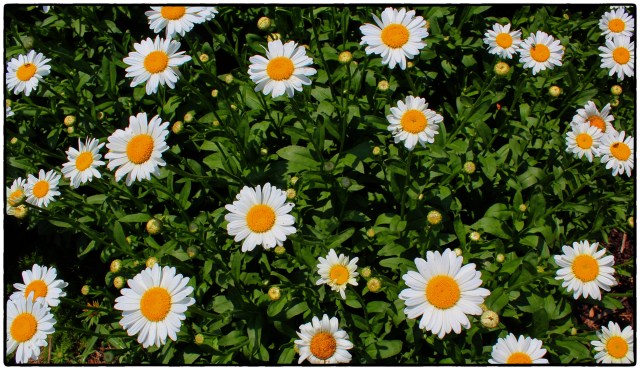 Daisies2
