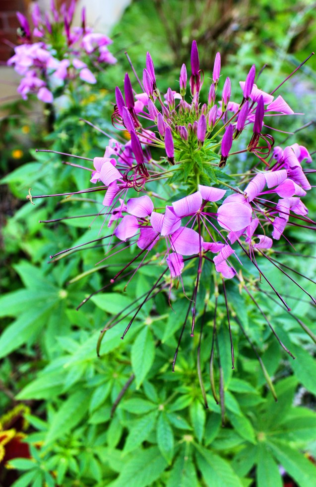 cleome