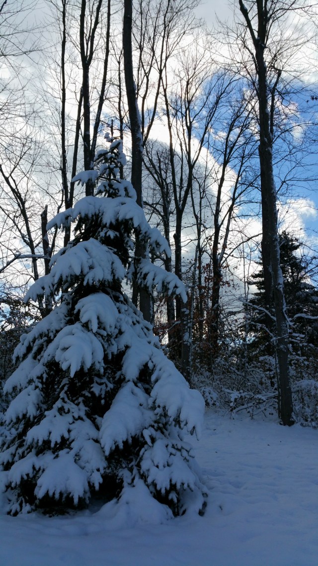 2014-11-19 10.14.09.jpg image