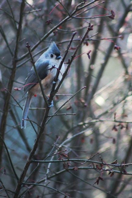 Tufted Titmouse