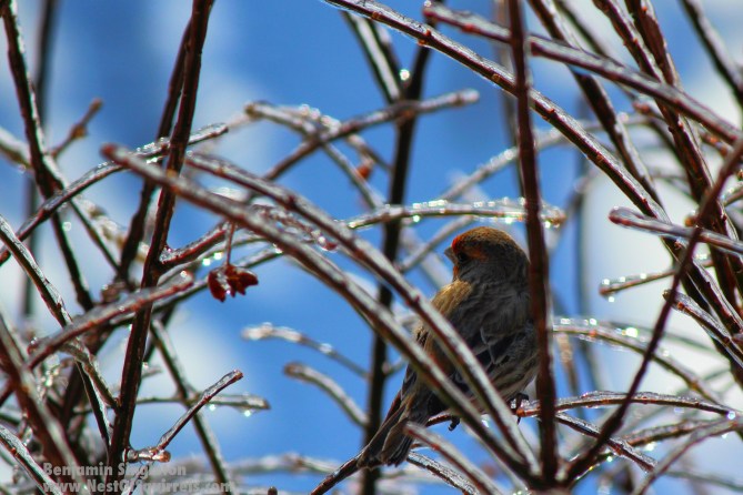 Bird with frozen twigs