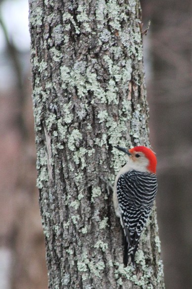 redheaded woodpecker3