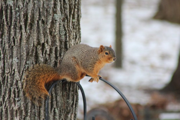 squirrel