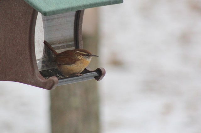 wren