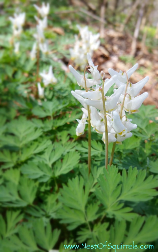 Dutchman's Breeches2