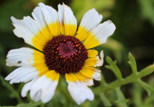 Broken Painted Daisy