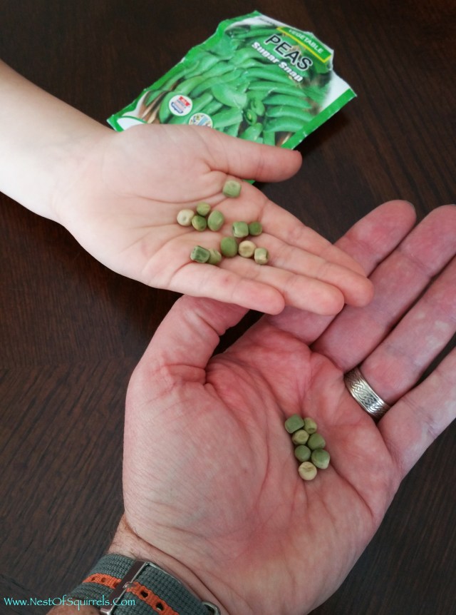 planting peas1