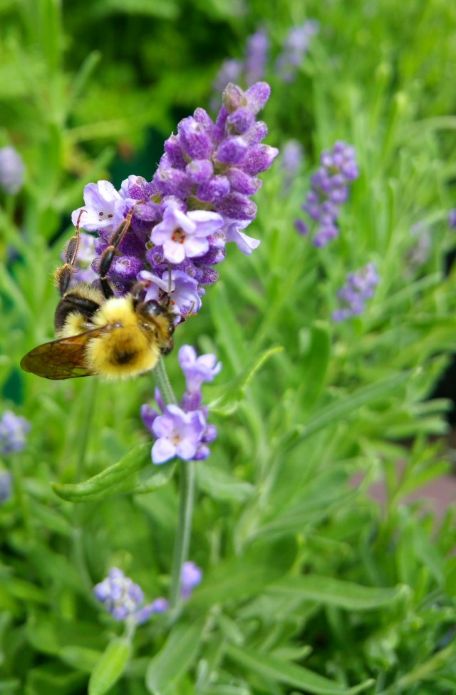 Lavender with bee