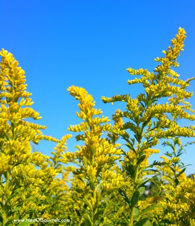 Goldenrod1
