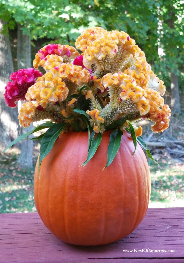 Pumpkin celsosia1