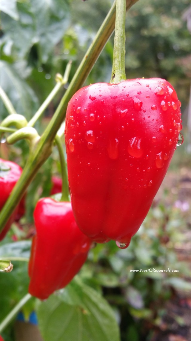 Padron Pepper