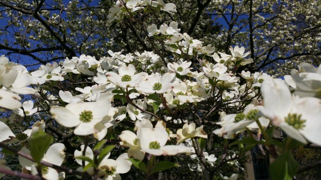 Dogwood Horizontal